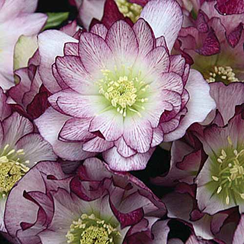Une image carrée en gros plan des fleurs de H. x helleborus 'Wedding Party Bridesmaid' poussant dans le jardin, représentée sur un fond flou.