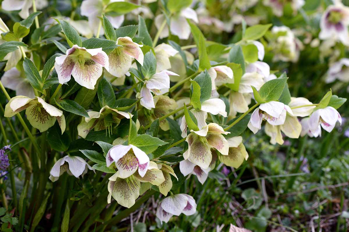 Une image horizontale en gros plan de fleurs d'hellébore poussant dans le jardin du début du printemps, représentée sur un fond flou.