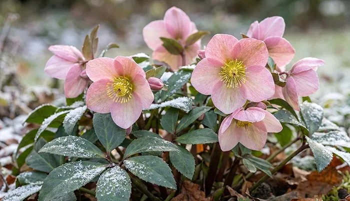 Fleurs d'hellébore roses