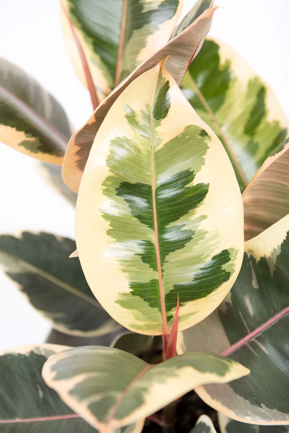 Une image verticale en gros plan du feuillage d'un Ficus elastica panaché 'Doescheri' photographié sur un fond blanc.