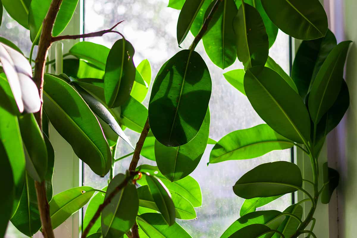 Une image horizontale en gros plan d'une grande plante Ficus elastica poussant dans une fenêtre.