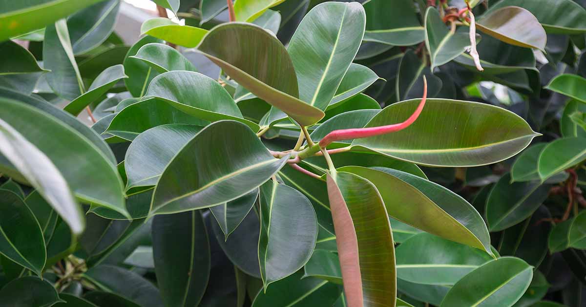 Comment cultiver et entretenir l’hévéa (Ficus elastica)