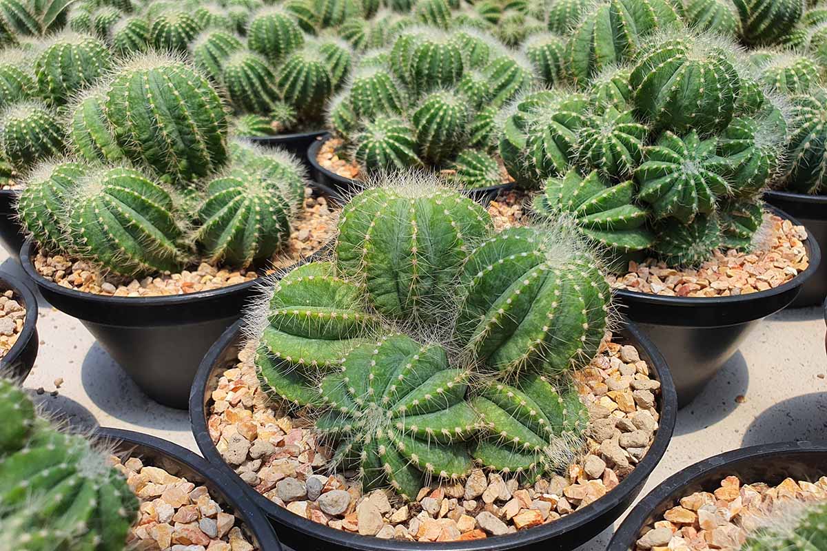 Une image horizontale d'un certain nombre de cactus ballons en pot (Parodia magnifica) en touffes avec quelques décalages poussant dans des pots.