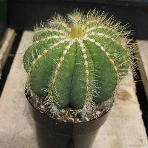 Une image carrée en gros plan d'un petit cactus Parodia magnifica dans un pot de producteur.