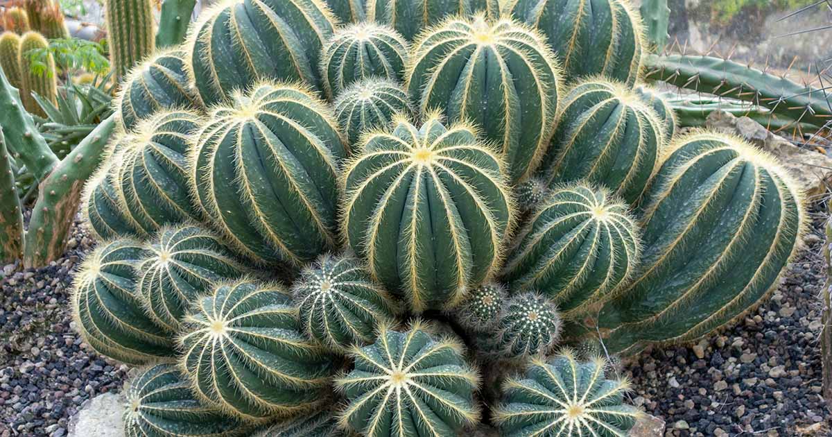Comment cultiver et entretenir un cactus ballon