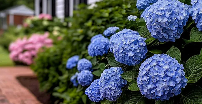 Hortensia à fleurs bleues dans le jardin Hortensia à fleurs bleues dans le jardin