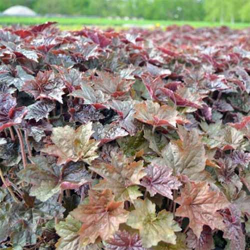 Heuchera 'Palace Purple' vert clair, marron et violet brunâtre.