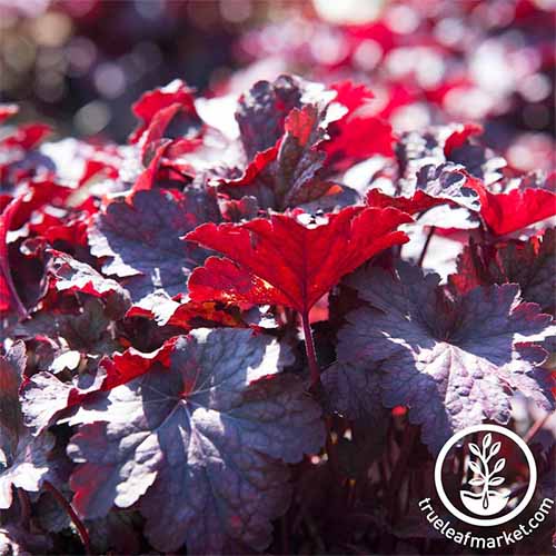 Cloches de corail 'Melting Fire' bordeaux foncé.