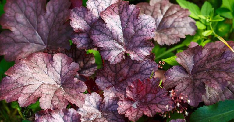 Comment cultiver et entretenir les cloches de corail (Heuchera)