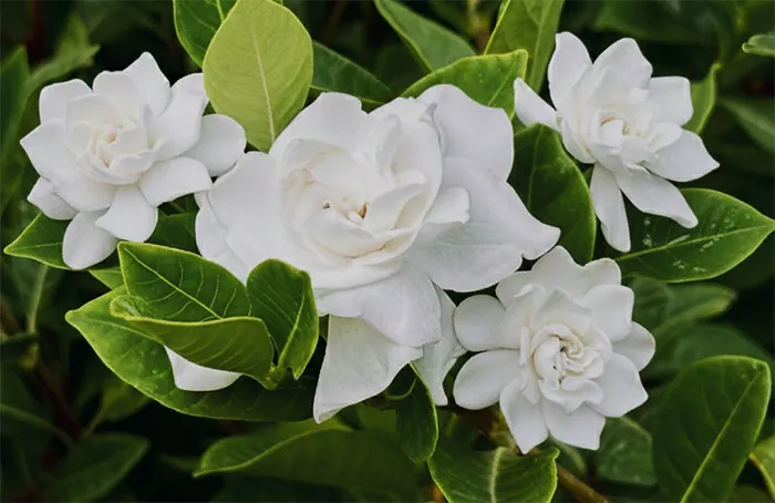 Fleurs de gardénia grandiflora