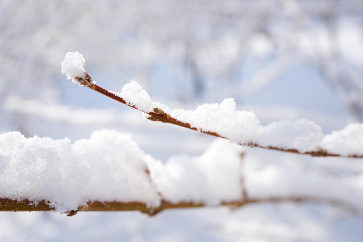 Une image horizontale en gros plan des branches d'un arbuste ligneux recouvert d'une couche de neige, représentée sur un fond flou.