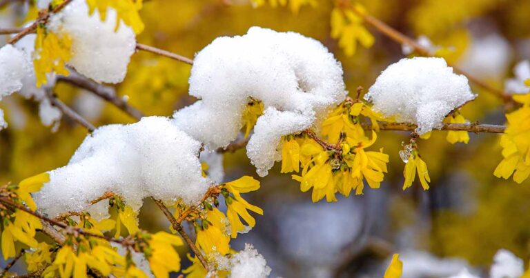Comment prendre soin du forsythia endommagé par le froid