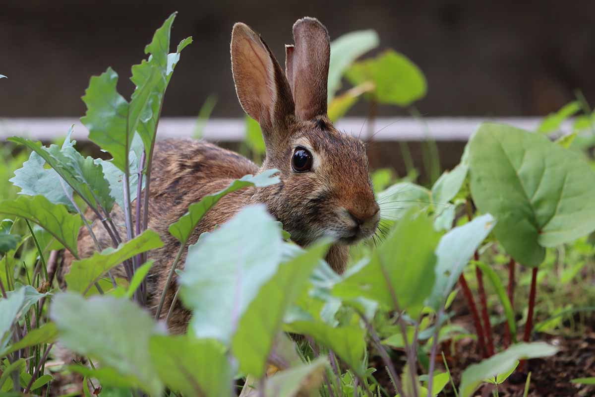 Une image horizontale en gros plan d'un lapin dans le jardin.