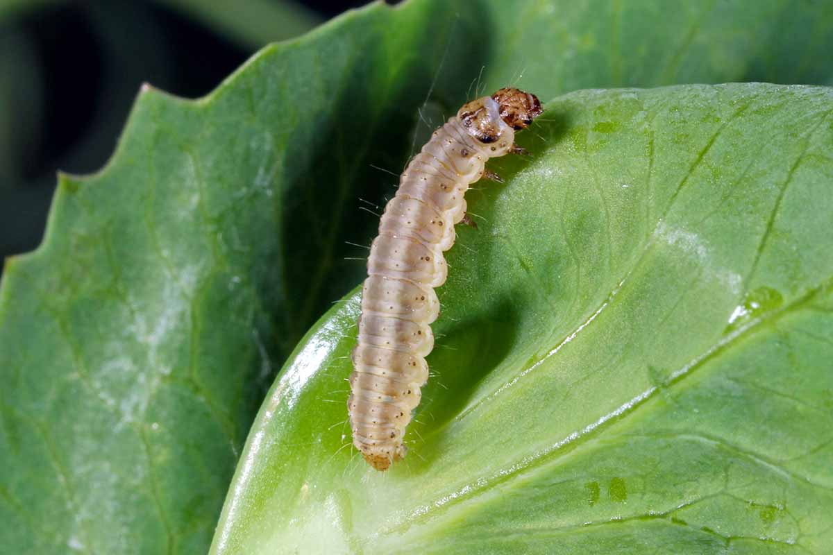 Une image horizontale en gros plan d'une chenille de la teigne du pois sur une feuille.