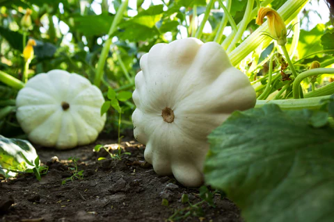 Comment faire pousser de la courge Patty Pan à la maison