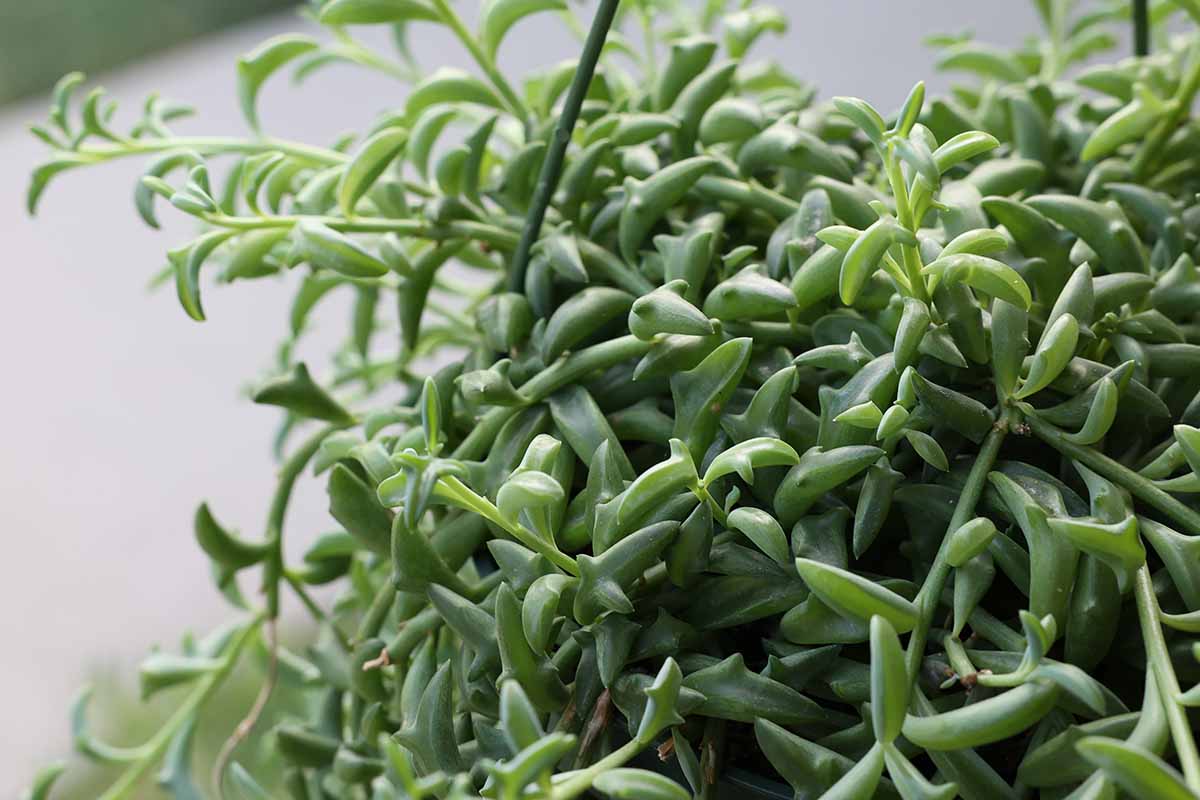 Une image horizontale en gros plan du feuillage dense d'une chaîne de dauphins succulents poussant dans un pot à l'intérieur.