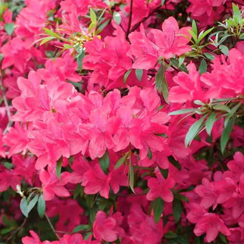 Une image carrée en gros plan de fleurs d'azalées rose vif « Chinzan » poussant dans l'arrière-cour.