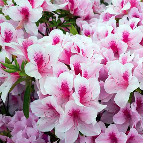 Une image carrée en gros plan d'azalées « Formosa » poussant dans le jardin.