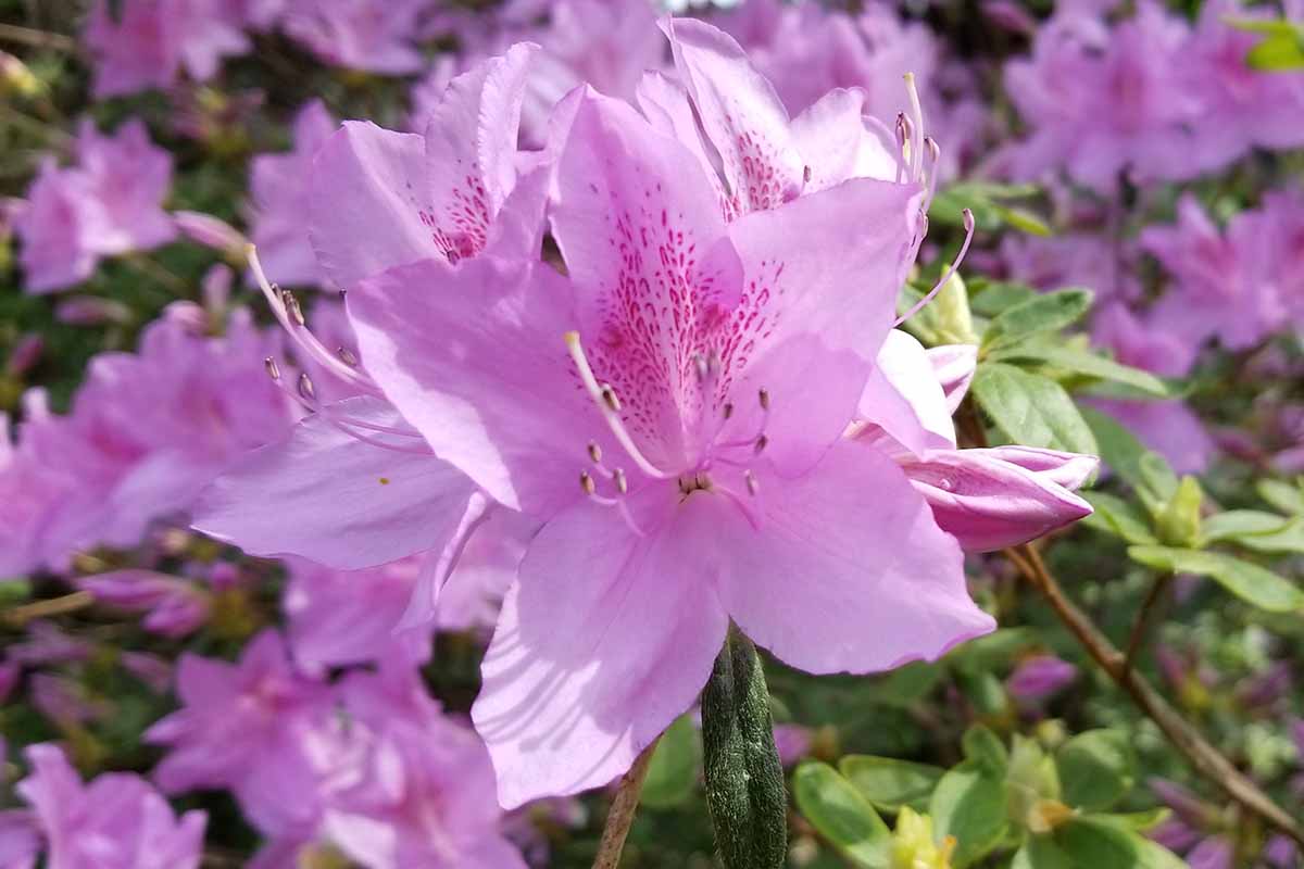 Une image horizontale en gros plan d'azalées roses poussant dans un endroit ombragé du jardin.