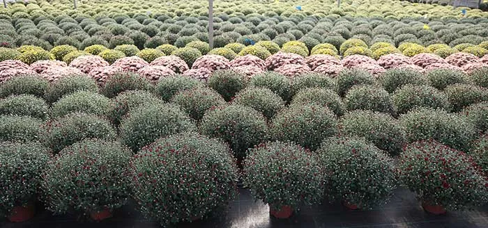 Plantes de chrysanthème multiflores en culture