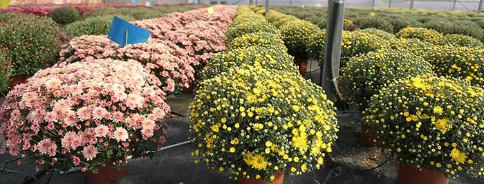 Variétés de chrysanthèmes multiflores en culture