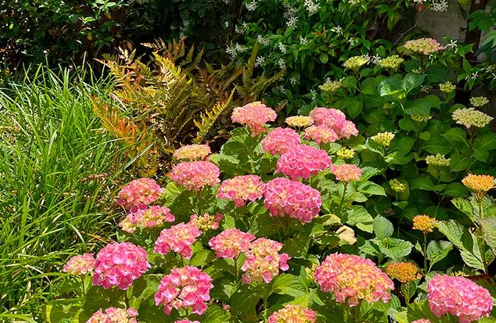Hortensias à fleurs roses en fleurs
