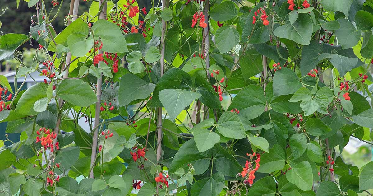 Comment identifier et gérer 11 maladies courantes du haricot