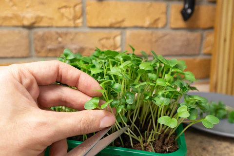 Pourquoi la nutrition crue