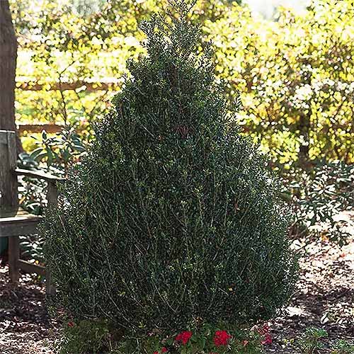 Une image carrée en gros plan d'Ilex crenata 'Patti O Box' poussant dans le jardin, photographiée sous un soleil filtré par la lumière.