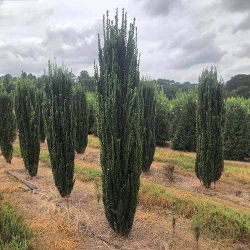 Une image carrée d'arbustes de houx japonais « Sky Pencil » poussant dans le jardin.