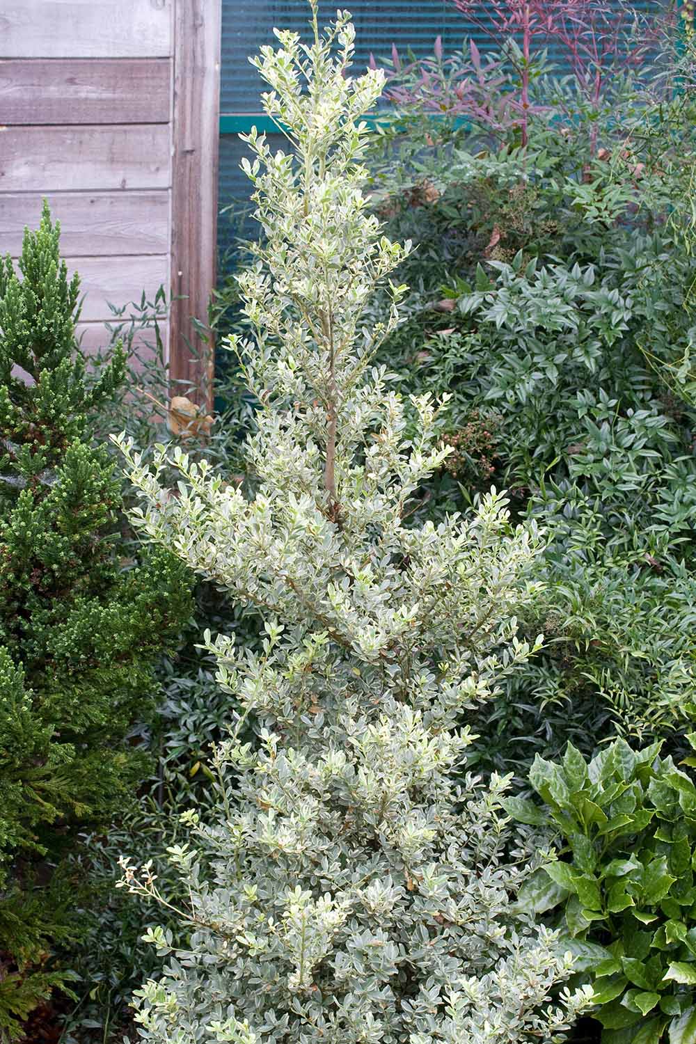 Une image verticale en gros plan d'Ilex crenata 'Snowflake' poussant dans le jardin à l'extérieur d'une résidence en bois.