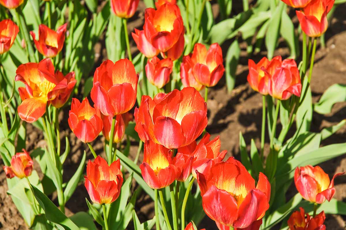 Une image horizontale en gros plan de fleurs « Florette » rouge vif et jaune poussant dans le jardin, photographiées sous un soleil éclatant.