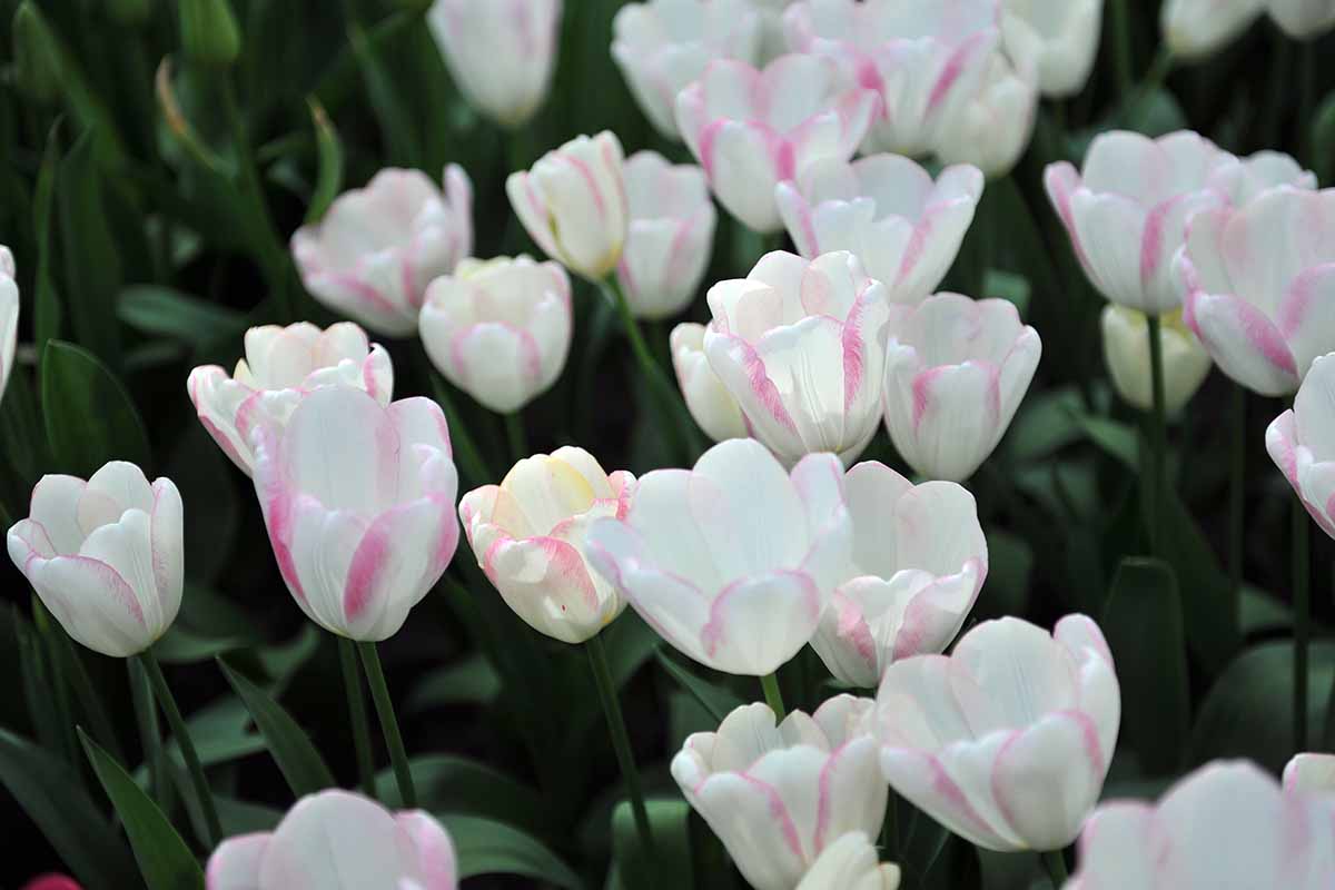 Une image horizontale en gros plan de fleurs de Tulipa 'Graceland' roses et blanches poussant dans le jardin, représentée sur un fond flou.