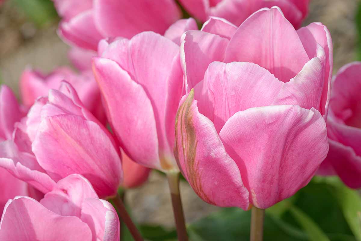 Une image horizontale en gros plan de tulipes rose pâle « Happy Family » poussant dans le jardin.