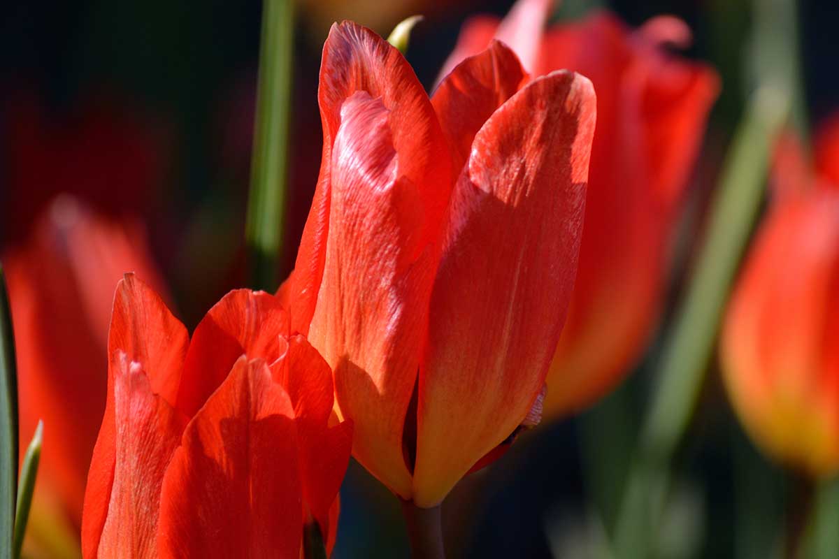 Une image horizontale en gros plan de fleurs de tulipes rouges « Fusilier » représentées sur un fond flou.
