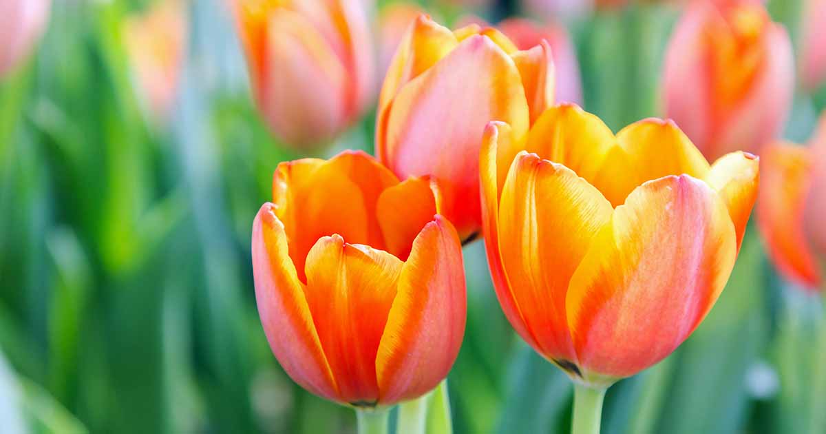 17 des meilleures variétés de tulipes à plusieurs têtes pour votre jardin