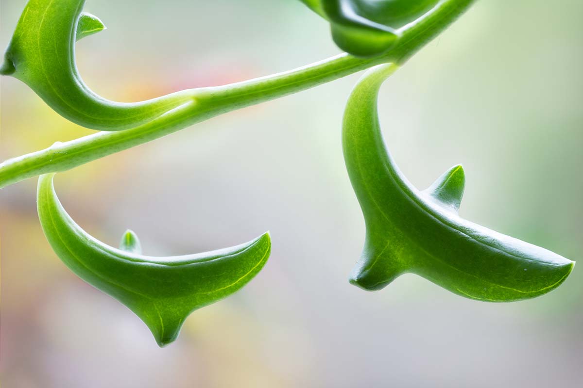 Une image horizontale en gros plan du détail du feuillage succulent d'une chaîne de dauphins représenté sur un fond flou.