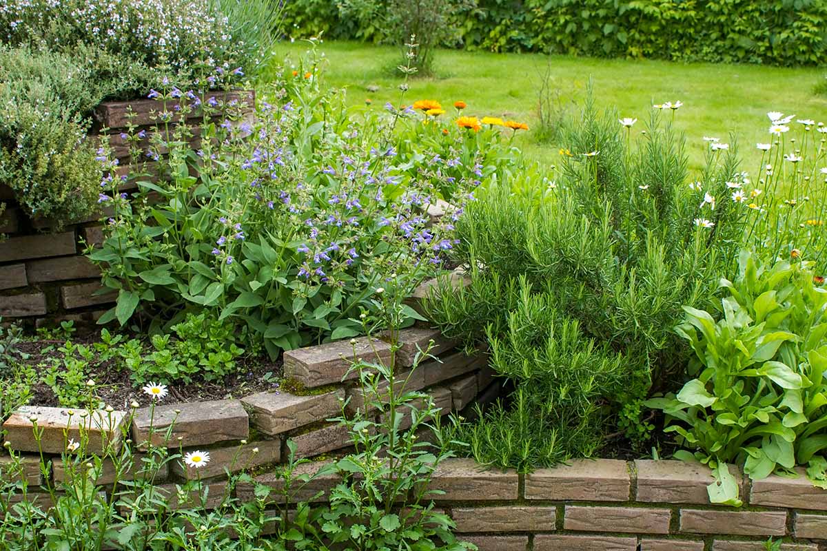 Une image horizontale d’une spirale d’herbes avec une variété d’espèces différentes.