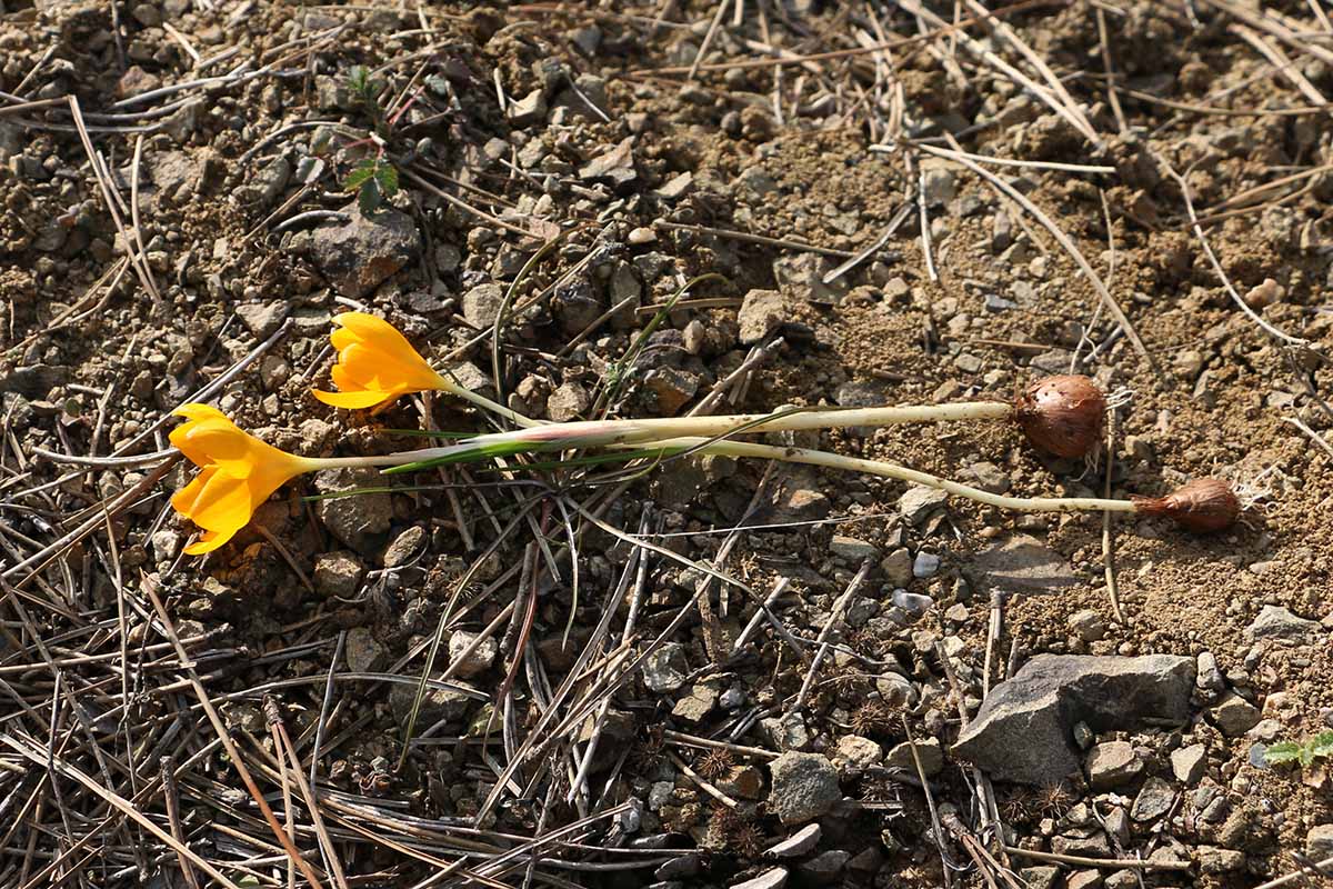 Un gros plan de deux fleurs de crocus creusées dans le sol avec les cormes encore attachés sur un fond de sol sous un soleil léger.