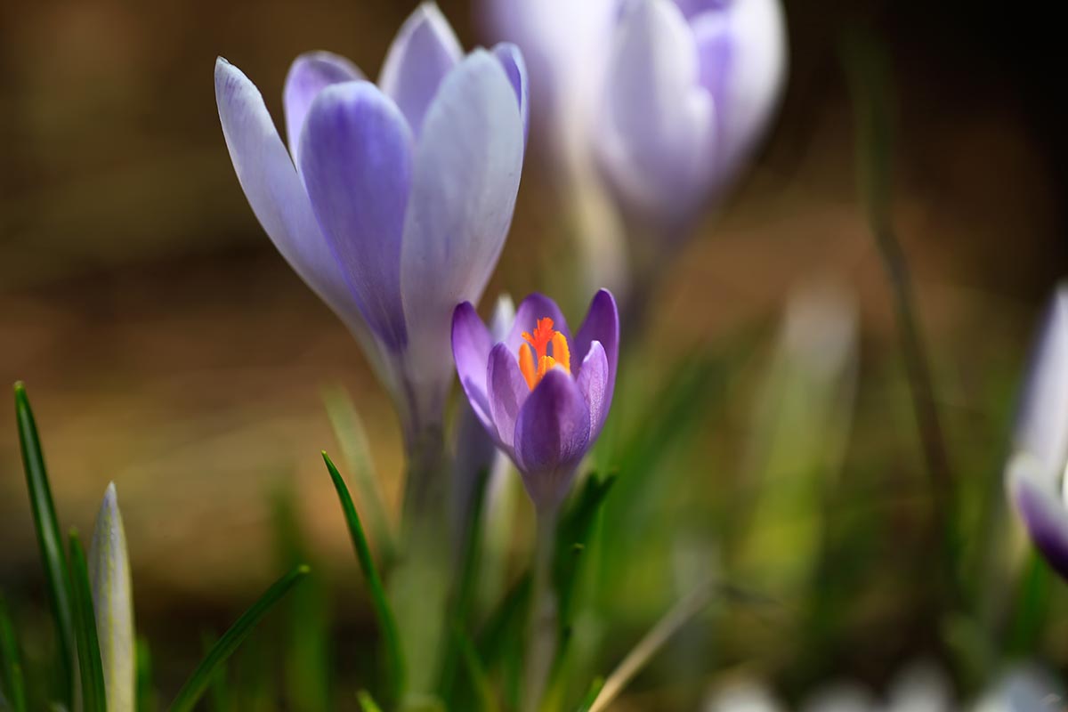 Un gros plan de fleurs de crocus violets avec des centres orange sur un fond flou.