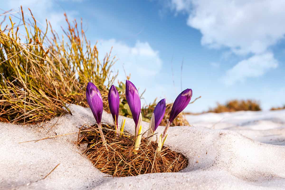 Un gros plan de bourgeons de crocus violets poussant à travers la neige parmi l'herbe brune avec un ciel bleu et des nuages ​​en arrière-plan.