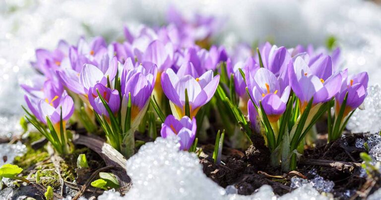 9 raisons pour lesquelles votre crocus ne fleurit peut-être pas