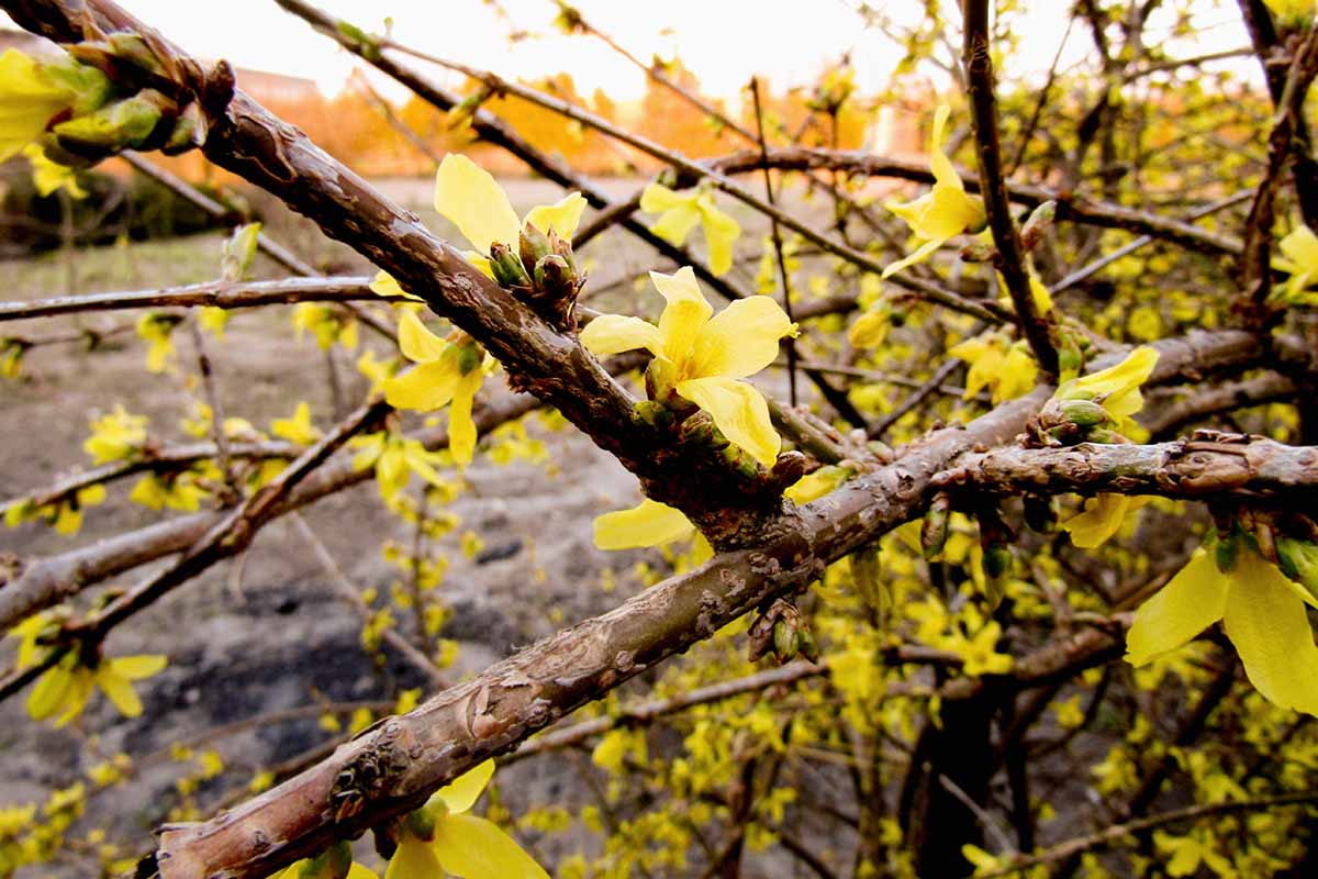 Une image horizontale en gros plan d'un arbuste forsythia éclatant en fleur au début du printemps, photographiée sous un soleil léger sur un fond flou.
