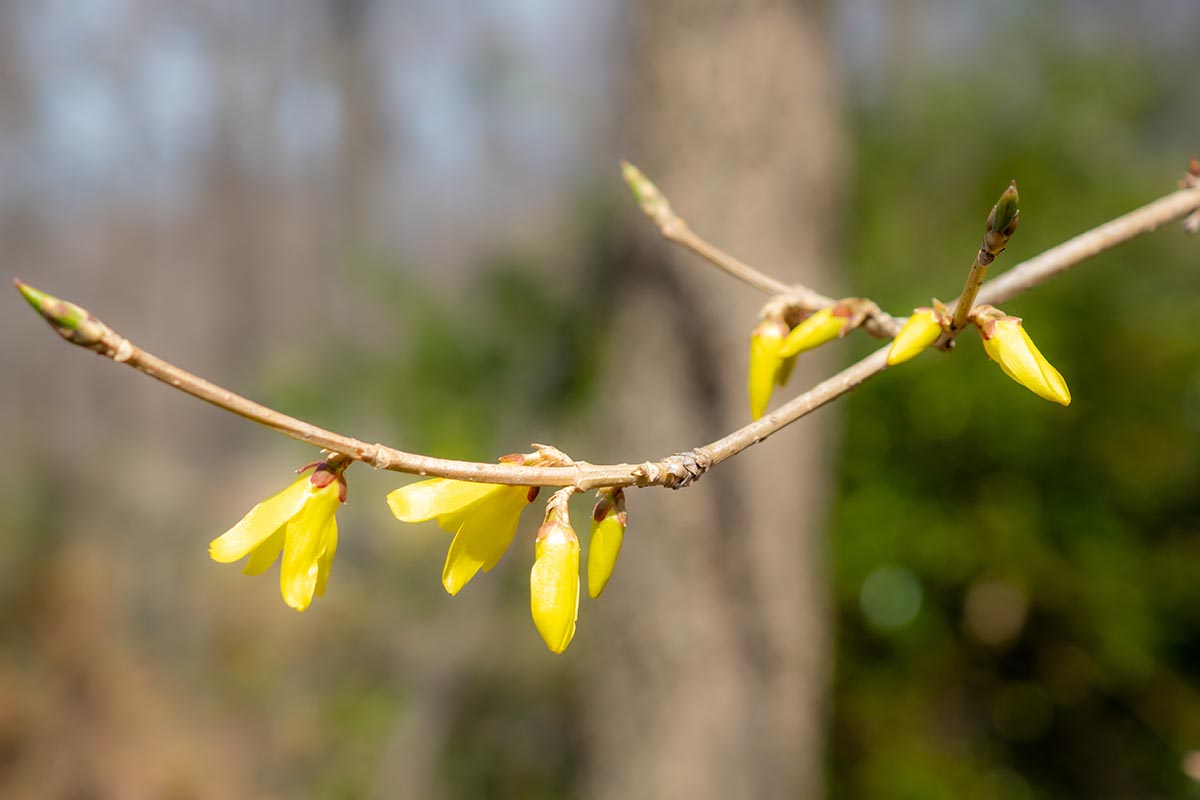 Image horizontale en gros plan d'une seule branche d'un buisson de forsythia dont les bourgeons commencent tout juste à s'ouvrir au printemps, photographiée sous un soleil éclatant sur un fond flou.