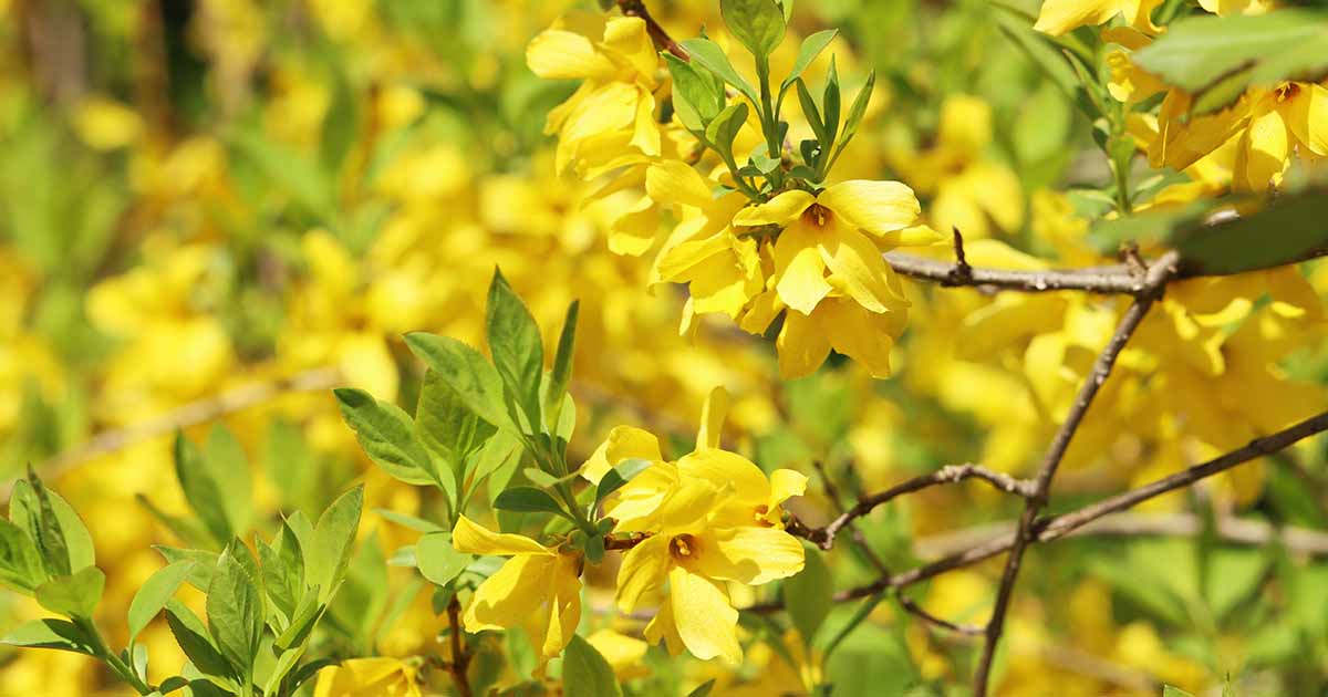 7 raisons courantes pour lesquelles le Forsythia ne fleurit pas