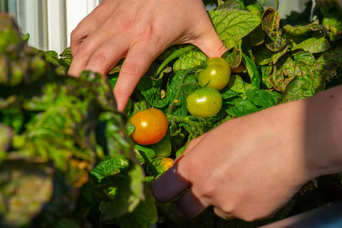Oublier les contrôles antiparasitaires quotidiens