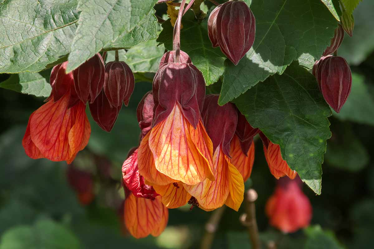 Une image horizontale en gros plan de fleurs d'abutilon pendantes rouges poussant dans le jardin.