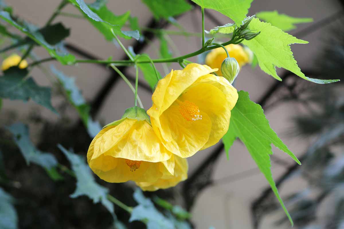 Une image horizontale en gros plan de fleurs d'abutilon jaunes représentées sur un fond flou.