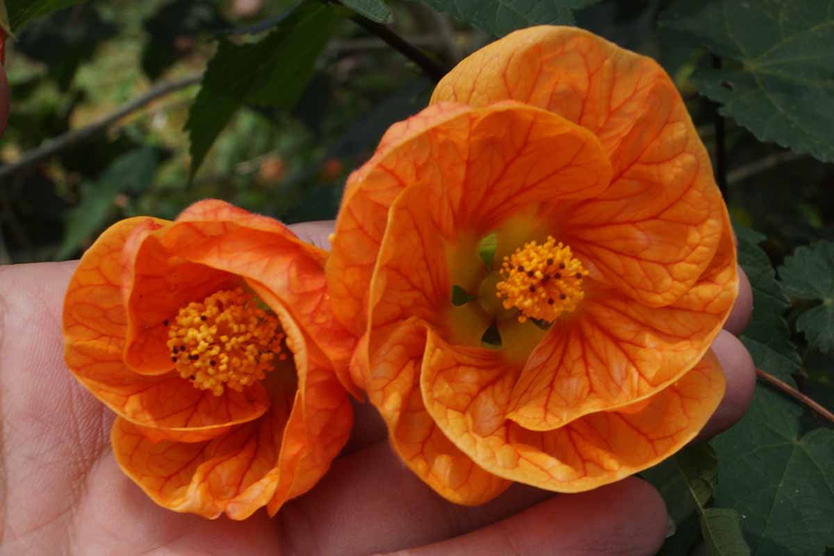 Une image horizontale en gros plan d'une main du bas du cadre tenant un abutilon orange, alias fleurs d'érable en fleurs.