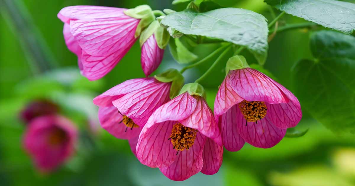 Comment cultiver et entretenir l'érable à fleurs (Abutilon)